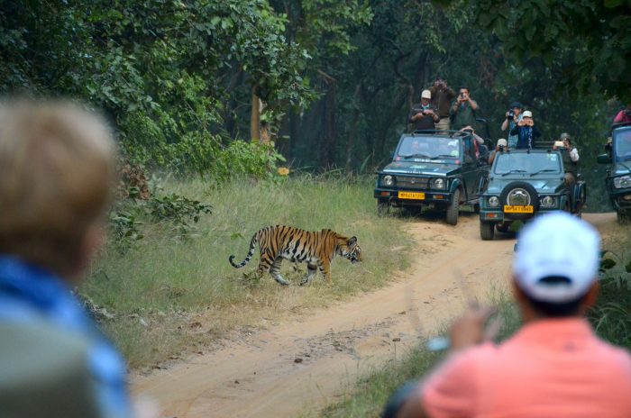 Преследование тигров: на сафари в Индии