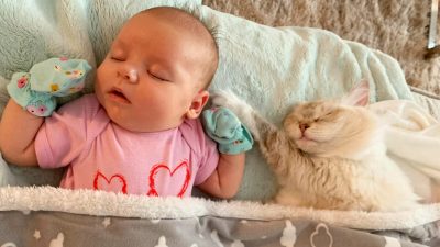 (Любезно предоставлено Pearl’s Ragdolls)