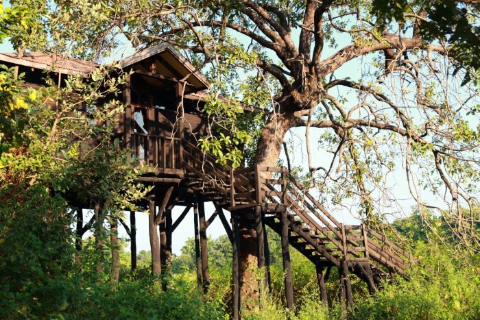 Преследование тигров: на сафари в Индии