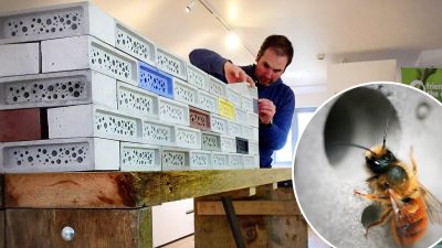 Могут ли безопасные для пчёл кирпичи спасти их?