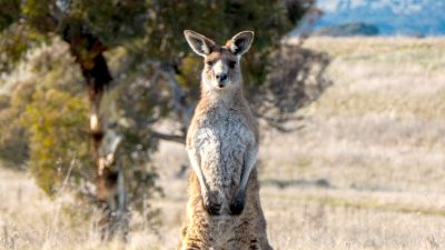 Мотоциклист погиб после столкновения с кенгуру