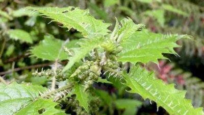 Тихоокеанские жалящие деревья открыли путь к новым методам лечения боли