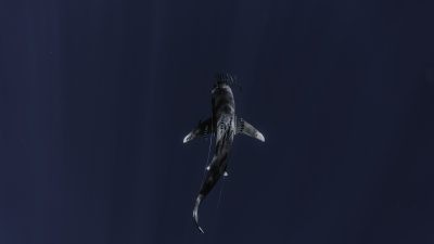 В Египте после нападения акулы скончалась туристка