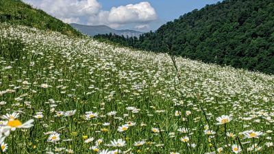 Как вырастить и собрать ромашку