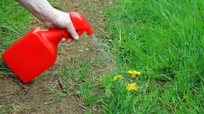 Пять нетоксичных и эффективных методов уничтожения сорняков
