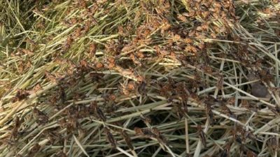 Фермеры Сардинии страдают от самого сильного нашествия саранчи за последние 30 лет