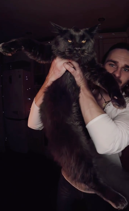 Чёрный кот мейн-кун с удивительными глазами и шелковистой шерстью похож на пантеру