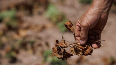 К чему приведёт мировая засуха?