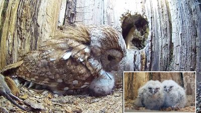 Мать-сова мгновенно усыновила двух осиротевших совят после того, как её собственные птенцы не вылупились