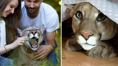 Спасённая пума не может вернуться в дикую природу и наслаждается жизнью, как домашняя кошка