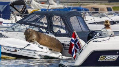 В Норвегии усыпили моржиху Фрейю, любимицу жителей Осло