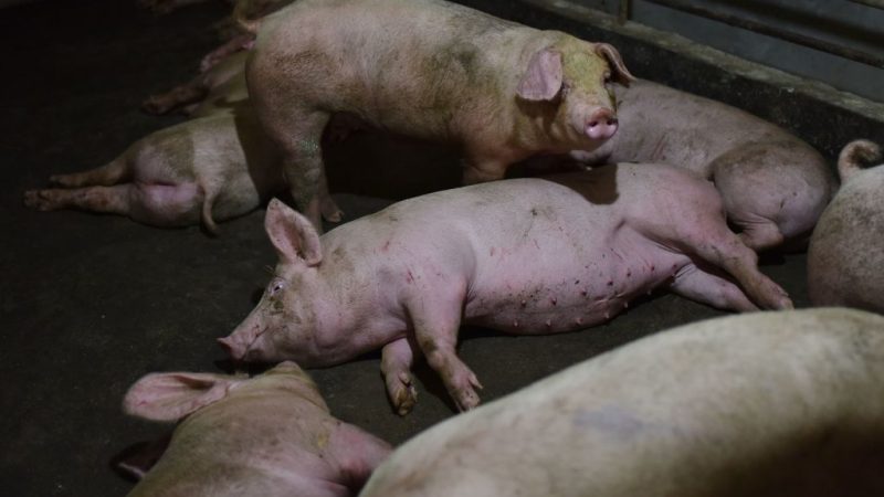 Нехватка кормов приводит к свиному каннибализму в Китае Свиньи в загоне на свиноферме в уезде Иян, провинция Хэнань, 10 августа 2018 года. (Greg Baker/AFP/Getty Images)