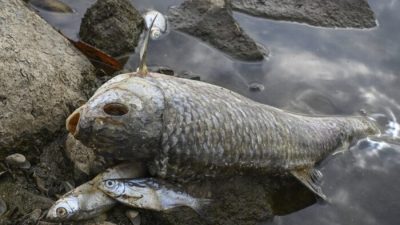 Массовая гибель рыбы в Одере остаётся неразрешённой загадкой