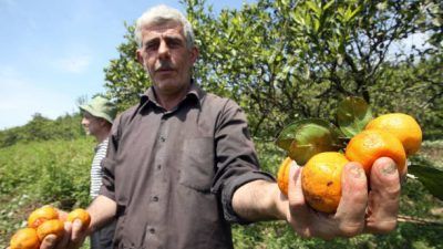 Россия запретила ввоз мандаринов из Абхазии