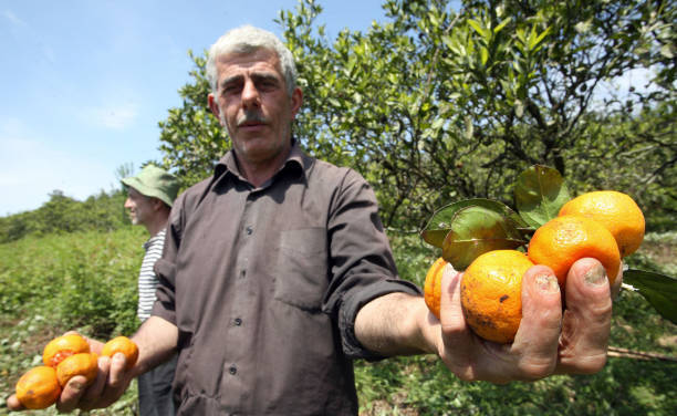 Фермер показывает мандарины в саду на склоне горы в селе Махунджи недалеко от Гали, в 90 км к востоку от столицы Абхазии Сухуми, 15 мая 2008 г. (GENYA SAVILOV/AFP via Getty Images) | Epoch Times Россия