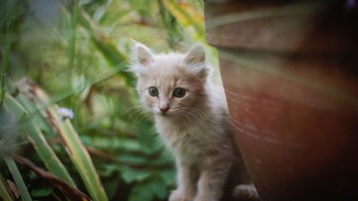 Как воспитание животных приносит пользу детям