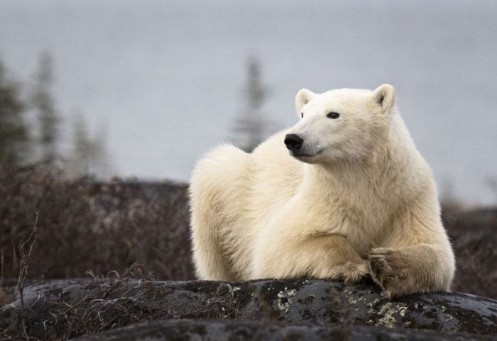 Кто является инженером, стоящим за самой передовой технологией в мире?