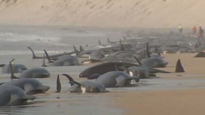 Тасманская загадка: более 200 чёрных дельфинов выбросились на берег в Австралии. Есть ли выжившие?