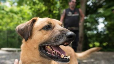 В Канаду запрещён ввоз собак из 100 с лишним стран мира. Узнайте почему