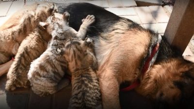 В зоопарке Мариуполя овчарка стала мамой для тигрят
