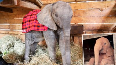 Спасённый слоненок забавно протестует против попытки уложить его спать. (Courtesy of Sheldrick Wildlife Trust) 