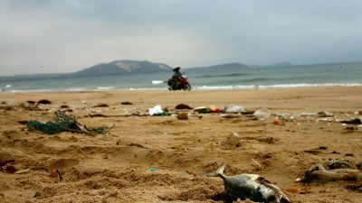 На Сахалине обнаружены тонны мёртвого лосося