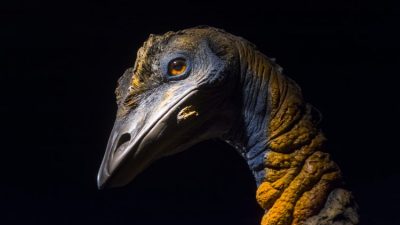 Самые крупные птицы в мире