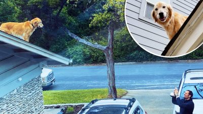 Пёс на крыше. Внимание и слава гарантированы!