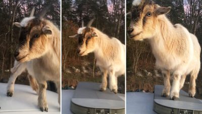 «Не ешь это!»: Коза залезла в салон патрульной машины и съела документы