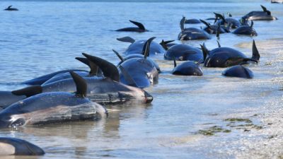 Мёртвые гринды вдоль берега во время массового выброса на мель на Прощальной косе, Новая Зеландия, 11 февраля 2017 года. (Marty Melville/AFP via Getty Images)