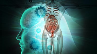 Здоровье — это ваша эндокринная система