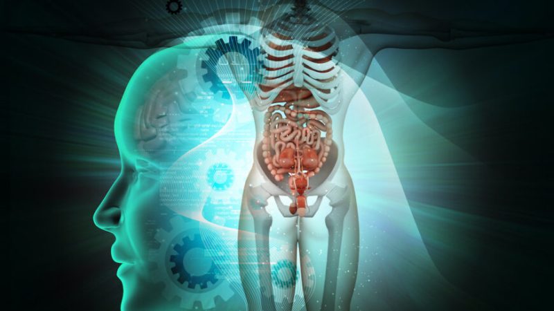 Здоровье — это ваша эндокринная система Эндокринная система играет ключевую роль, когда в теле происходят серьёзные преобразования, такие как половое созревание или переход от «отдыха и переваривания» к «борьбе или бегству». Horoscope/Shutterstock | Epoch Times Россия