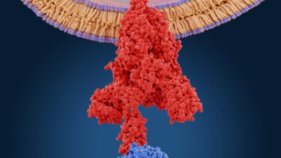 Как восстановить разрушенный иммунитет после COVID или вакцинации. Этапы и методы лечения