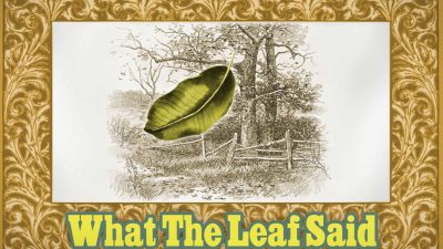 Сказки для детей от Мак Гаффи: Что сказал листок