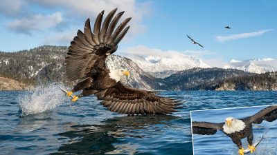 Фотограф снимает охоту белоголовых орланов из морей Аляски