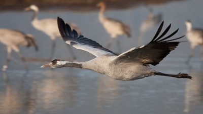 На Ставрополье погибли 800 краснокнижных журавлей. Идёт следствие