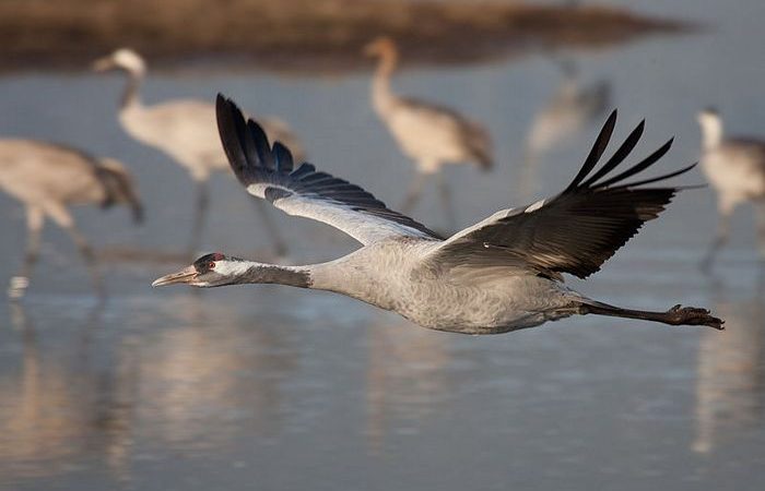 Фото. На Ставрополье погибли 800 краснокнижных журавлей. (Wych Pychmann/ru.wikipedia.org/CC BY-SA 3.0) | Epoch Times Россия