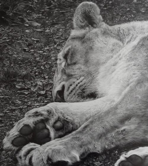 Художница из Великобритании изображает на гигантских холстах невероятных львов и тигров