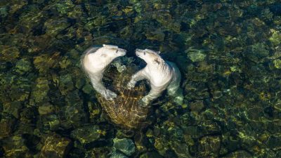 Фотограф года документирует, как белые медведи проводят лето когда тает лёд в Северной Канаде