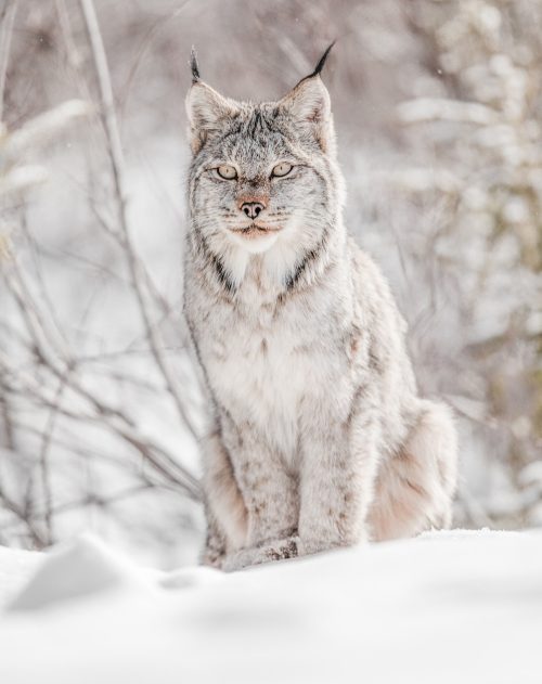 Жас қыздардың бөкселерінің порно фотосуреттерін қараңыз