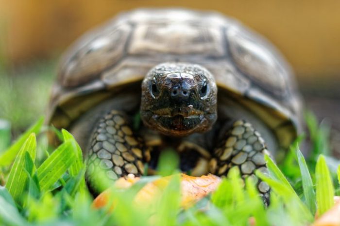 Невероятный случай из медицинской практики