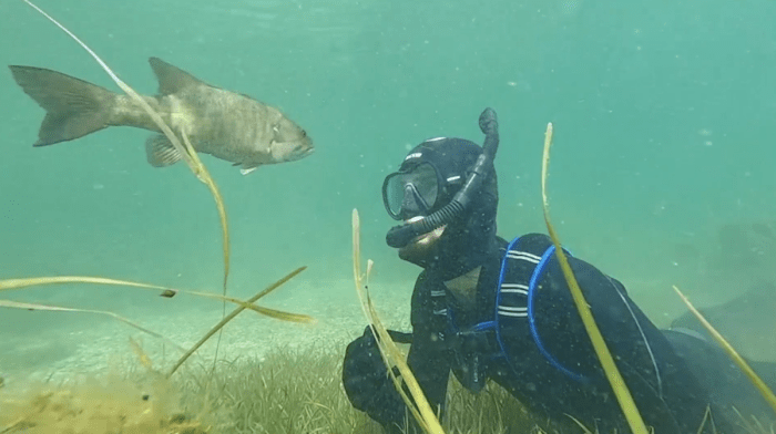 Дайвер каждое лето проведывает своего друга окуня, и тот его узнаёт