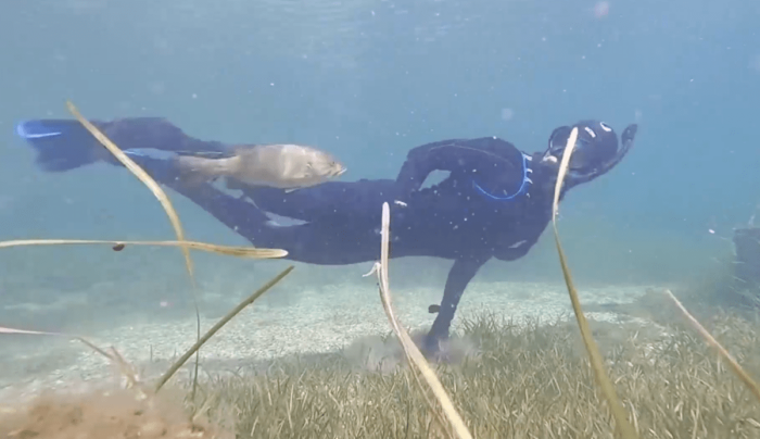 Дайвер каждое лето проведывает своего друга окуня, и тот его узнаёт