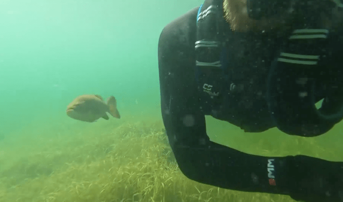 Дайвер каждое лето проведывает своего друга окуня, и тот его узнаёт
