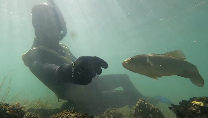 Дайвер каждое лето проведывает своего друга окуня, и тот его узнаёт