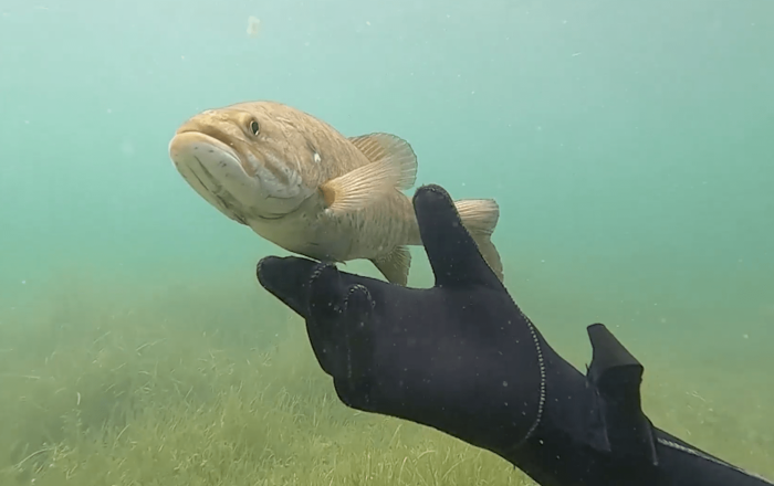 Дайвер каждое лето проведывает своего друга окуня, и тот его узнаёт