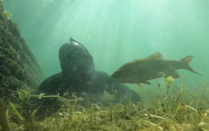 Дайвер каждое лето проведывает своего друга окуня, и тот его узнаёт