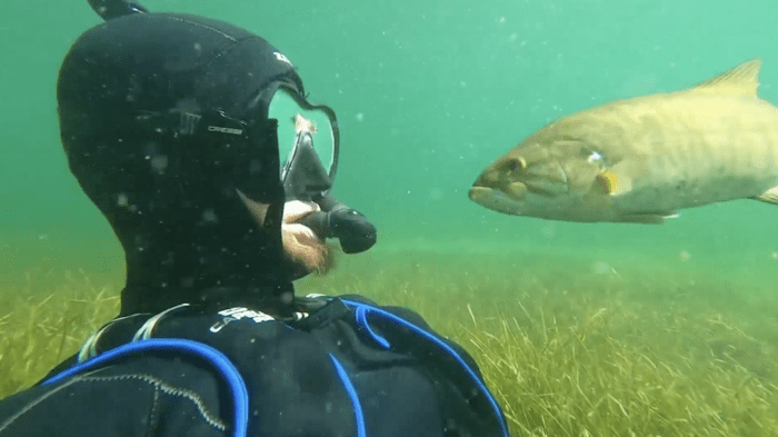 Дайвер каждое лето проведывает своего друга окуня, и тот его узнаёт