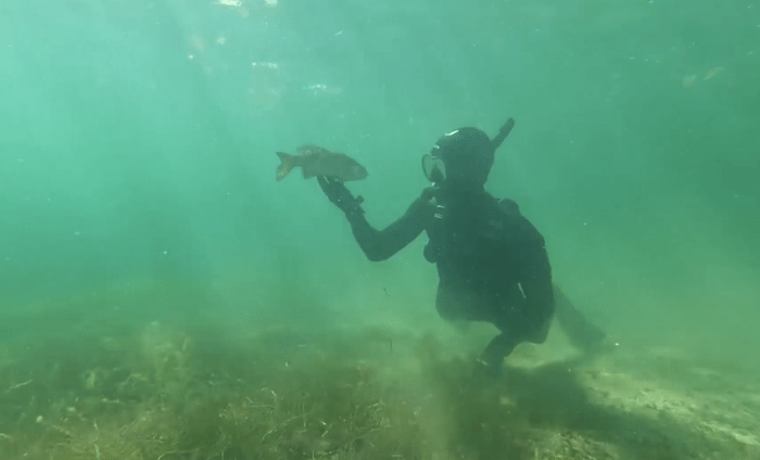Дайвер каждое лето проведывает своего друга окуня, и тот его узнаёт