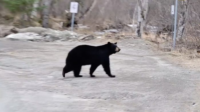 Огромная мать-лосиха защищает детёнышей-близнецов от чёрного медведя на Аляске Огромная мать-лосиха защищает детёнышей-близнецов от чёрного медведя на Аляске
